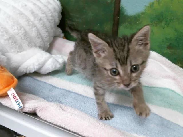 A baby small-sized female Domestic Short Hair cat named Frida for adoption in Houston, TX