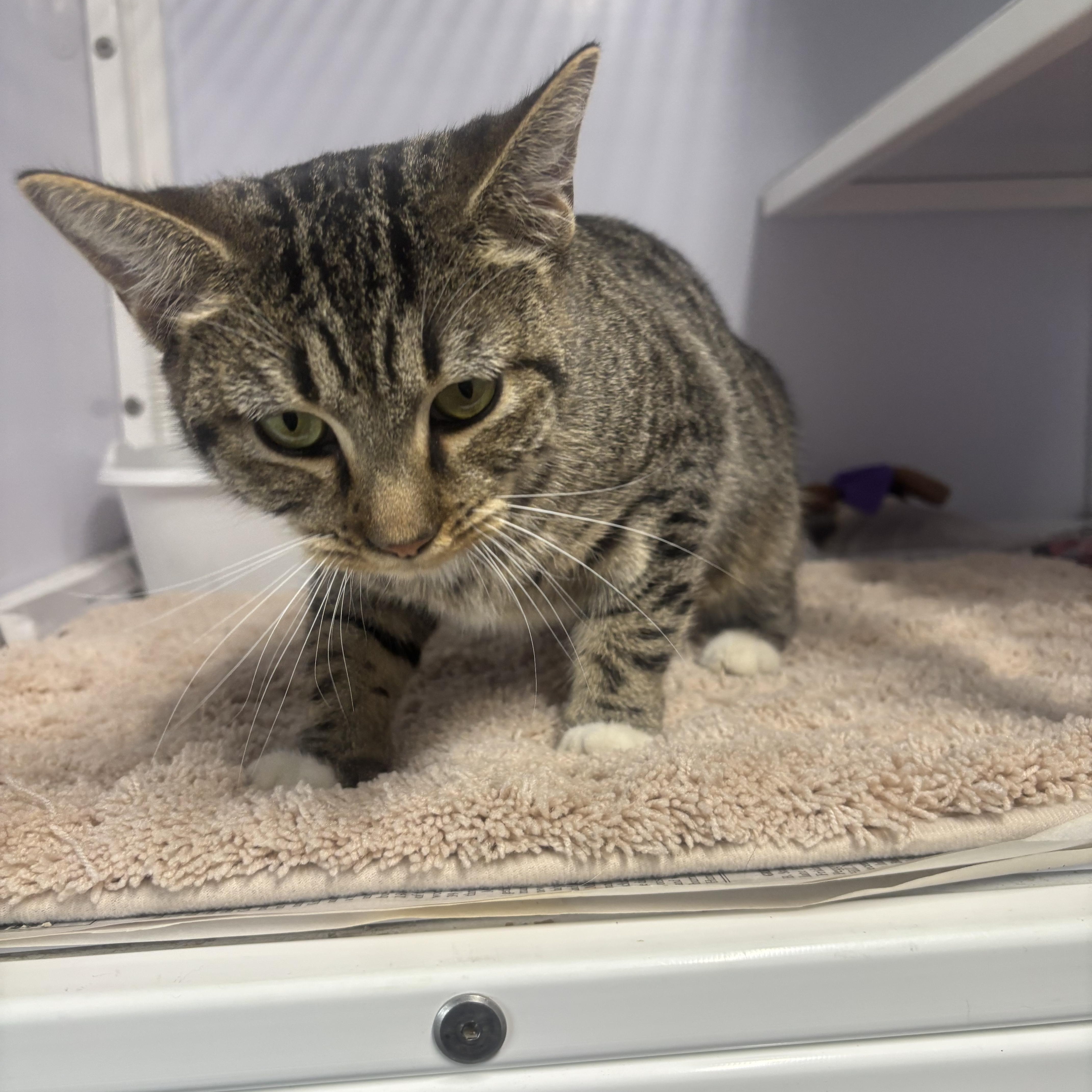 A young small-sized female Domestic Short Hair cat named May for adoption in Rogersville, TN