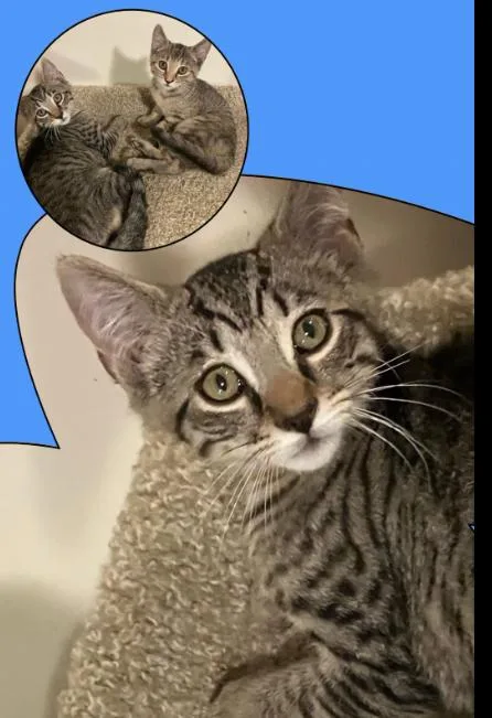 A young medium-sized male Tabby (Brown / Chocolate) Domestic Short Hair cat named Hagrid for adoption in Rochester, NY