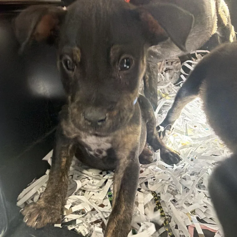 A baby small-sized male Brindle Terrier dog named Billy for adoption in Montgomery, AL