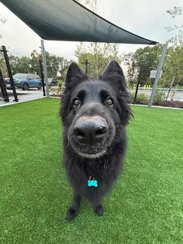 A senior extra large-sized female German Shepherd Dog dog named Zeus and Mercedes for adoption in Quincy, MA