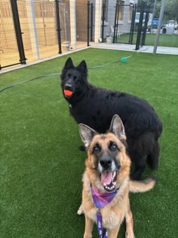 Zeus and Mercedes thumbnail 2