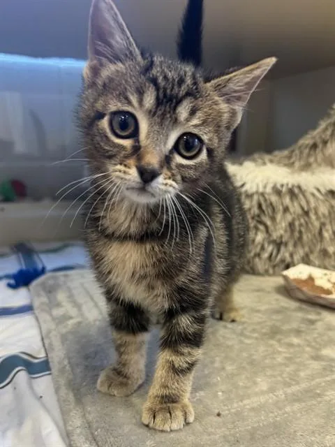 A baby small-sized male Domestic Short Hair cat named Magic for adoption in Louisville, KY