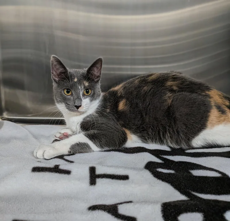 A young medium-sized female Gray / Blue / Silver Dilute Calico cat named Dorothy for adoption in Plainfield, NJ