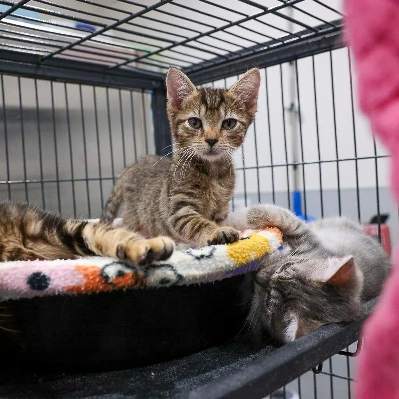 A baby small-sized female Brown / Chocolate Domestic Short Hair cat named Edith for adoption in Bradenton, FL