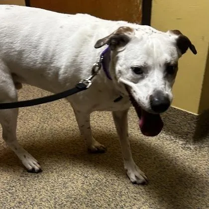 An adult large-sized male Mixed Breed dog named Ollie for adoption in Merriam, KS