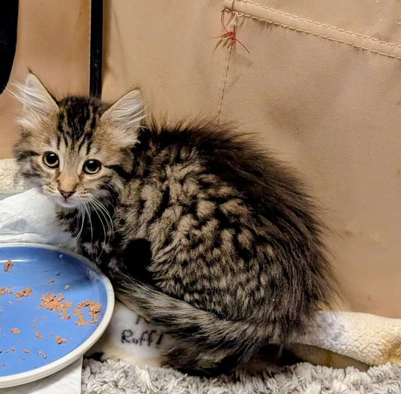 A baby small-sized female Domestic Long Hair cat named Seneca for adoption in Hagaman, NY