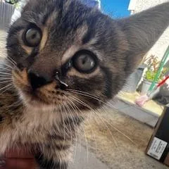 A baby small-sized male Brown / Chocolate Domestic Long Hair cat named Milky way for adoption in Buellton, CA