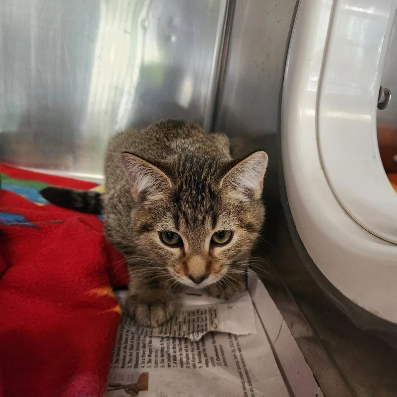 A baby small-sized male Brown / Chocolate American Shorthair cat named Blueberry for adoption in Brockton, MA