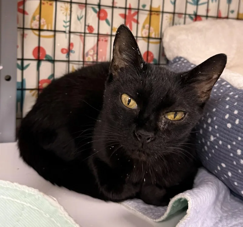 A young medium-sized female Black Domestic Short Hair cat named Black Pearl for adoption in Satellite Beach, FL