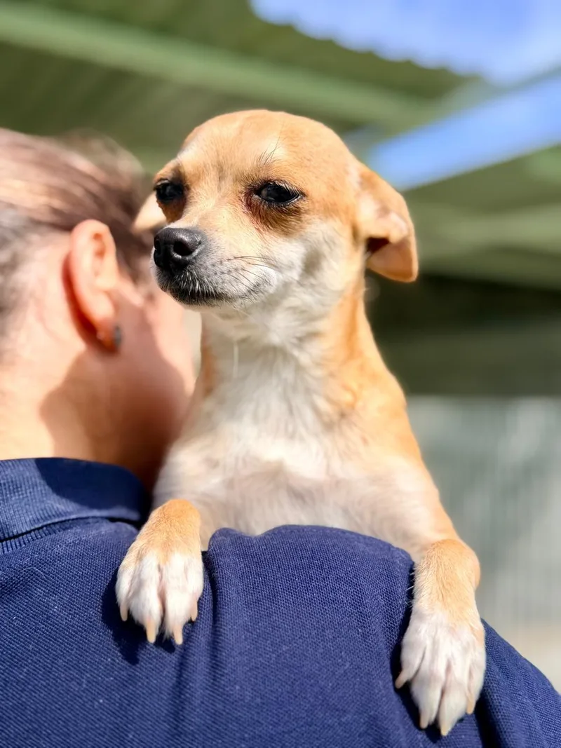 A young small-sized female Apricot / Beige Chihuahua dog named Mrs. Potts for adoption in Manvel, TX