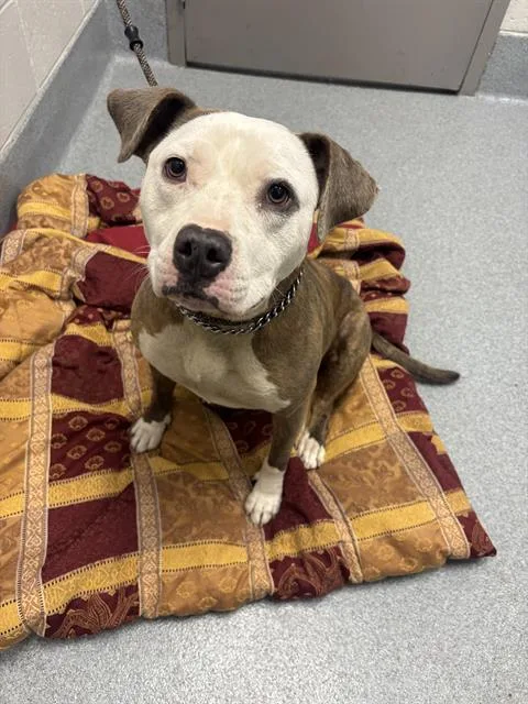 An adult medium-sized female Pit Bull Terrier dog named June Bug for adoption in Indianapolis, IN