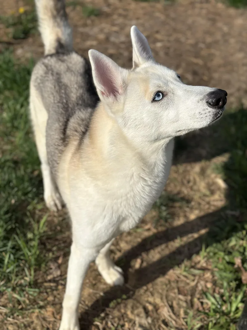 An adult medium-sized female White / Cream Husky dog named Willow for adoption in Stafford, VA