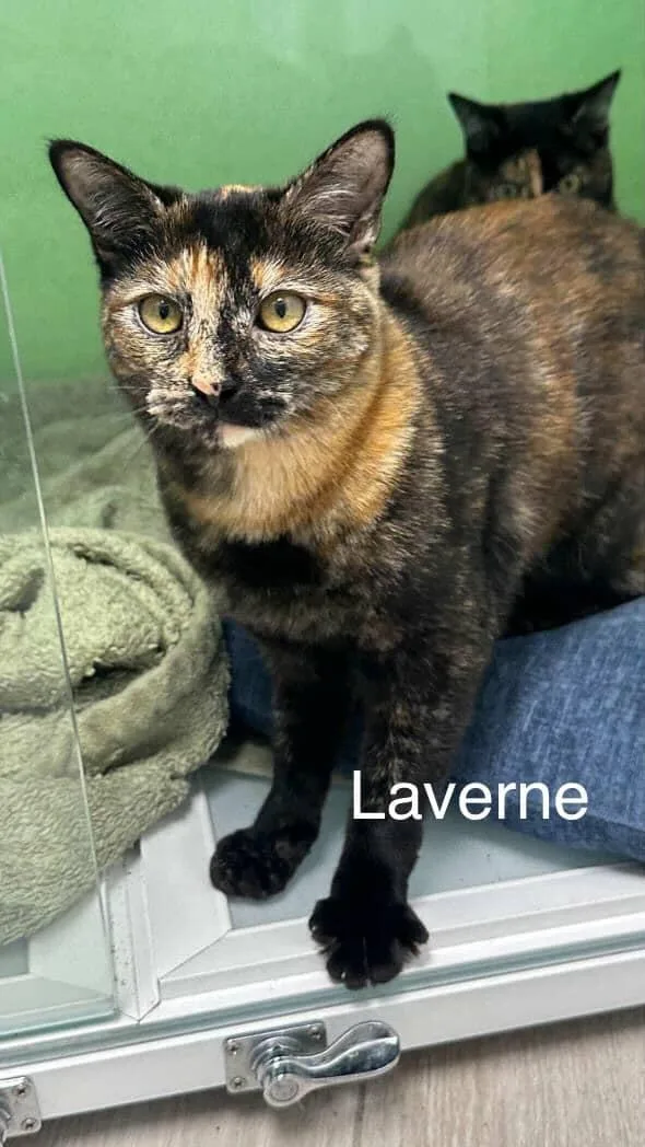 Laverne & Shirley thumbnail 3