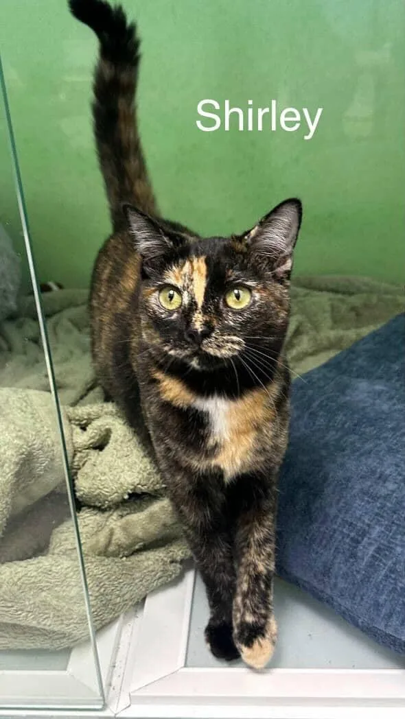 Laverne & Shirley thumbnail 4