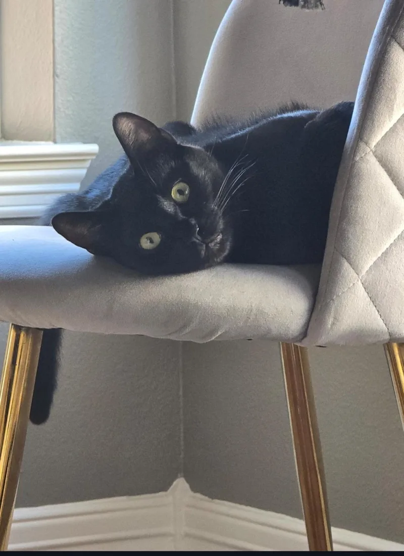 A young medium-sized male Black Domestic Short Hair cat named Apol for adoption in Cleveland, TX