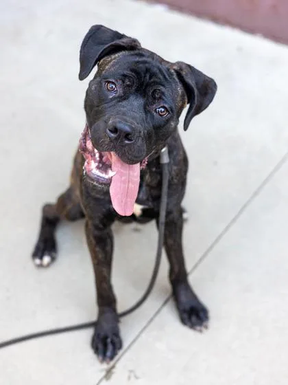 An adult large-sized male Mixed Breed dog named Geroise for adoption in Chamblee, GA
