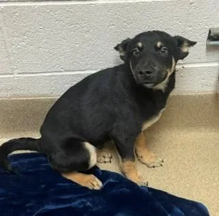 A baby medium-sized male German Shepherd Dog dog named Batman for adoption in Visalia, CA