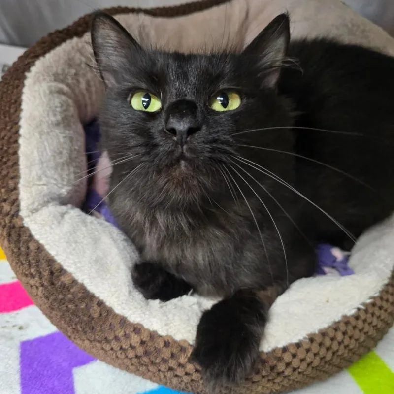 A young medium-sized female Black Domestic Medium Hair cat named Twiggy for adoption in Greensburg, PA