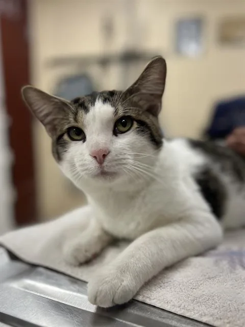 A young small-sized male Domestic Short Hair cat named Nevin for adoption in Aliquippa, PA