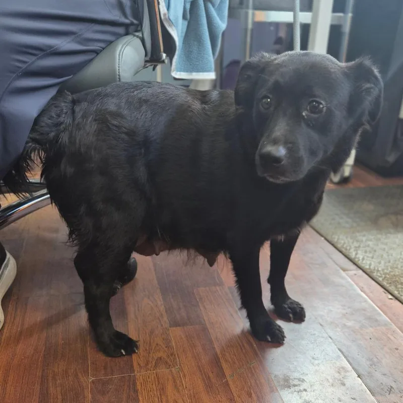 An adult medium-sized female Black Labrador Retriever dog named McMuffin for adoption in Wahiawa, HI