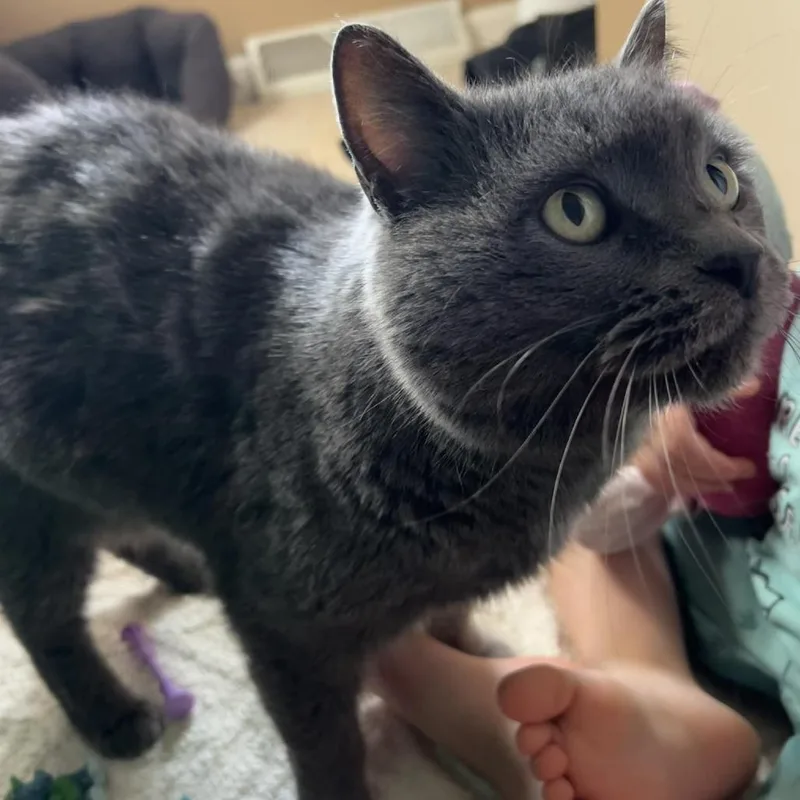 A young medium-sized female Gray / Blue / Silver Domestic Short Hair cat named Stormy for adoption in Bloomington, IL