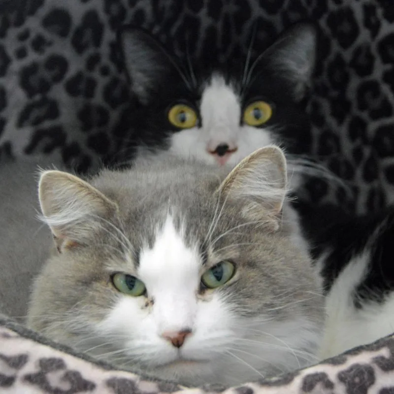A senior medium-sized female White Domestic Long Hair cat named Artemis for adoption in Middletown, NY