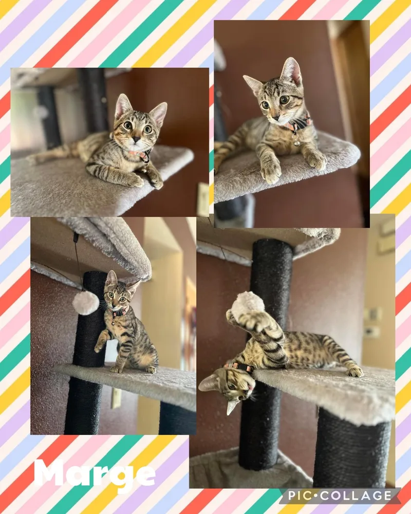 A baby small-sized female Tabby (Buff / Tan / Fawn) Domestic Short Hair cat named Marge for adoption in Newberg, OR