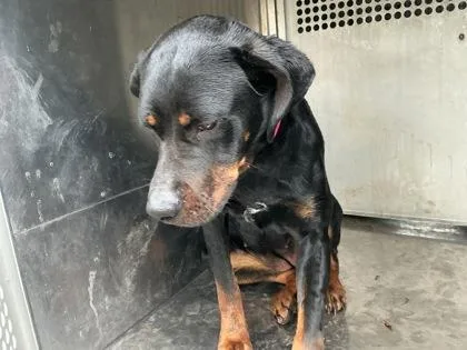 A young medium-sized female Rottweiler dog named Valkyrie for adoption in Shreveport, LA