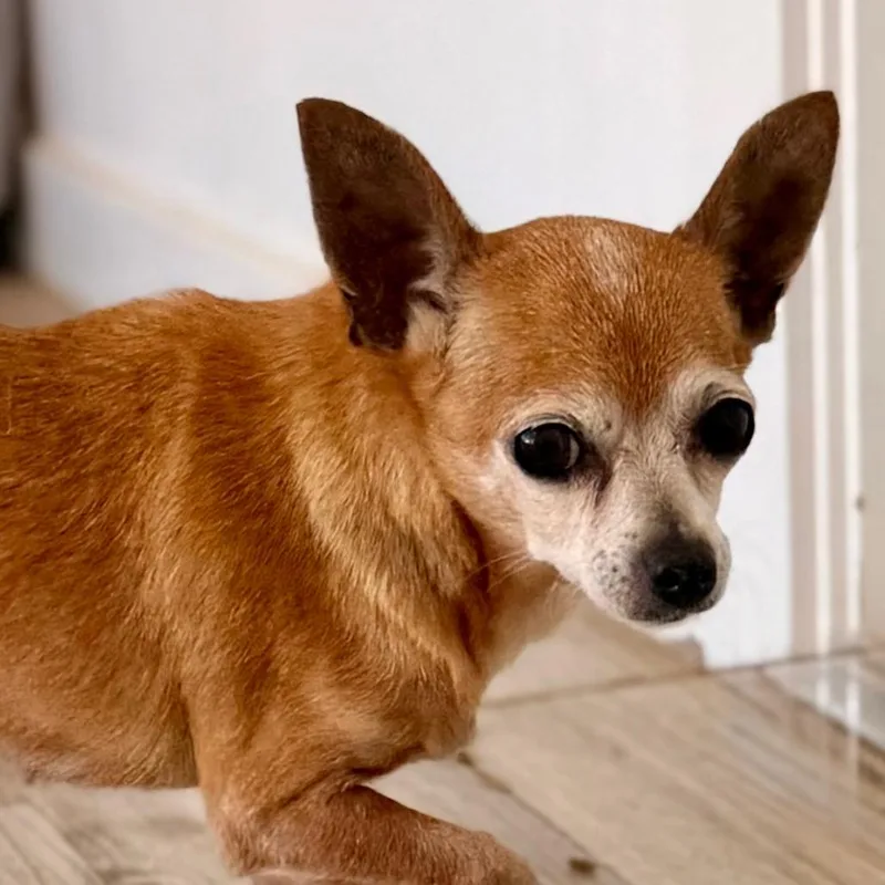 Mimi