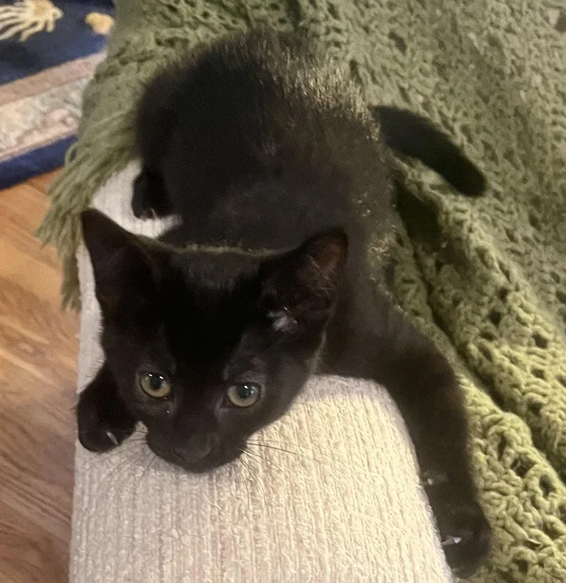 A baby medium-sized male Black Domestic Short Hair cat named Giovanni for adoption in Shawnee, KS