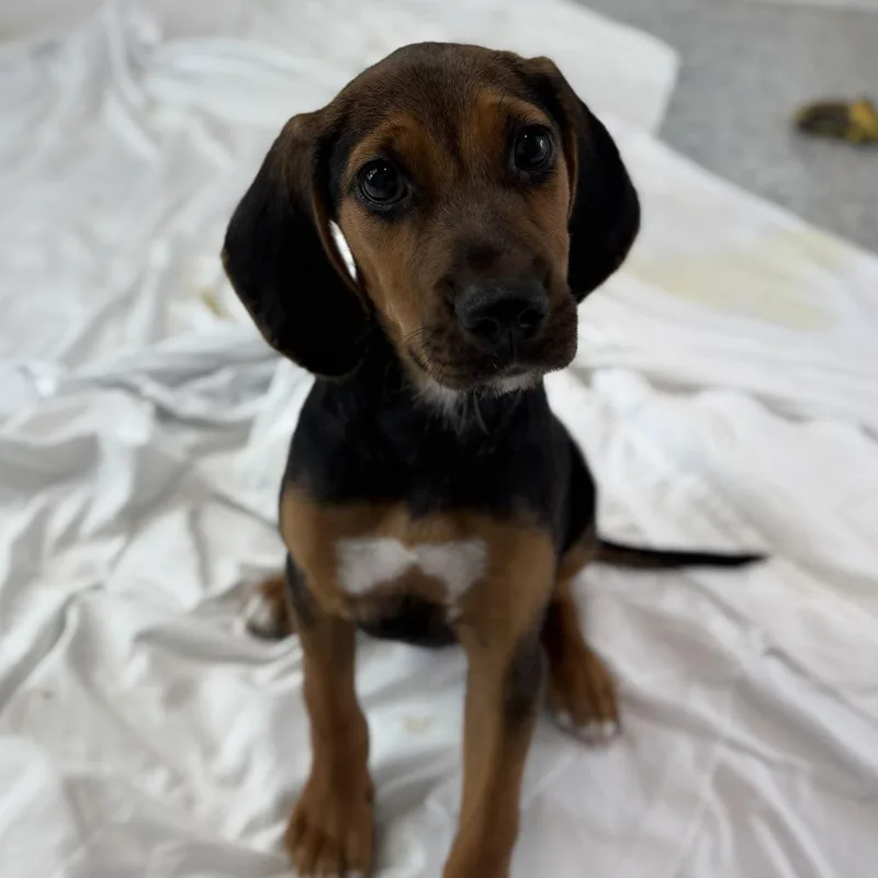 A baby small-sized female Black Beagle dog named Beaker for adoption in Freeport, FL