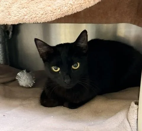A young small-sized female Domestic Short Hair cat named Betty for adoption in Alameda, CA