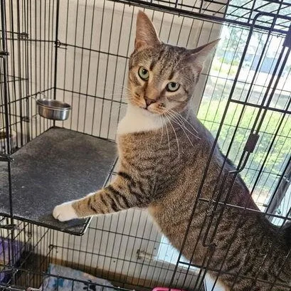 An adult medium-sized male Tabby (Gray / Blue / Silver) Domestic Short Hair cat named Groot for adoption in Lumberton, NC