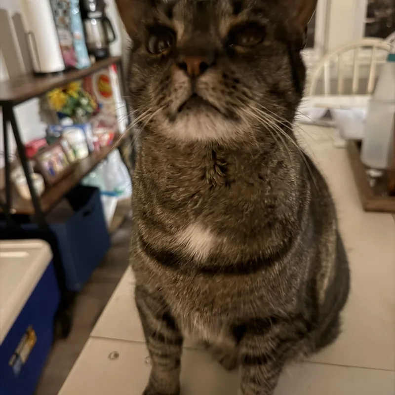 An adult medium-sized female Tabby (Brown / Chocolate) Domestic Short Hair cat named Molly for adoption in Anderson, IN