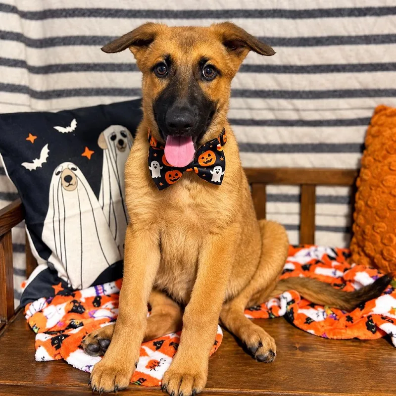 A baby large-sized female German Shepherd Dog dog named Riddy for adoption in Binghamton, NY