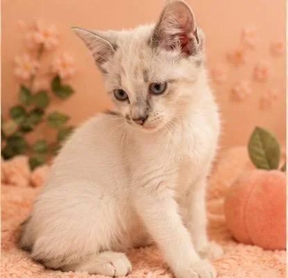 A baby medium-sized female Siamese cat named Kamii for adoption in Douglasville, GA