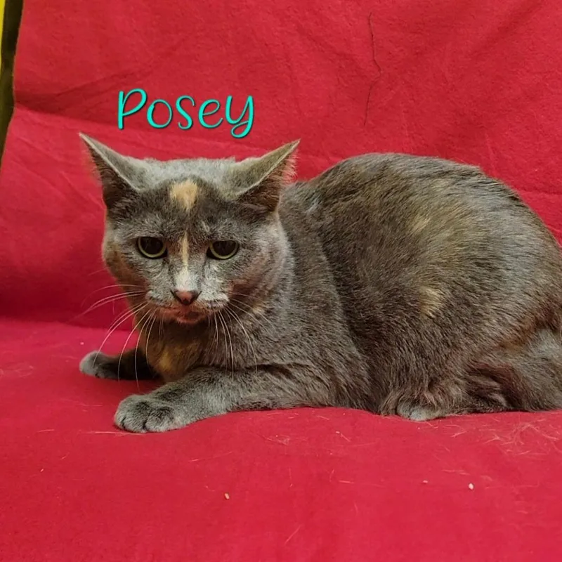 An adult large-sized female Calico Domestic Short Hair cat named Posey for adoption in Parkersburg, WV