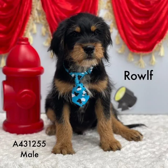 Rowlf thumbnail 4