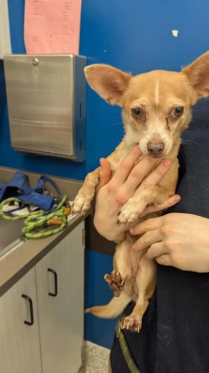 An adult small-sized female Chihuahua dog named Stacey for adoption in Atlanta, GA