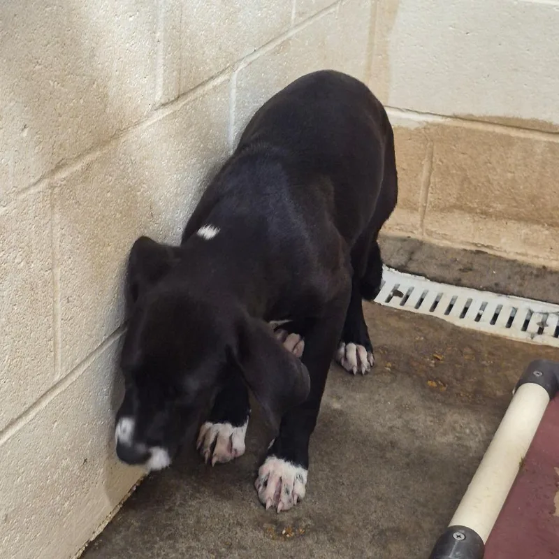A baby medium-sized female Black Retriever dog named Sequoia for adoption in Cleveland, MS