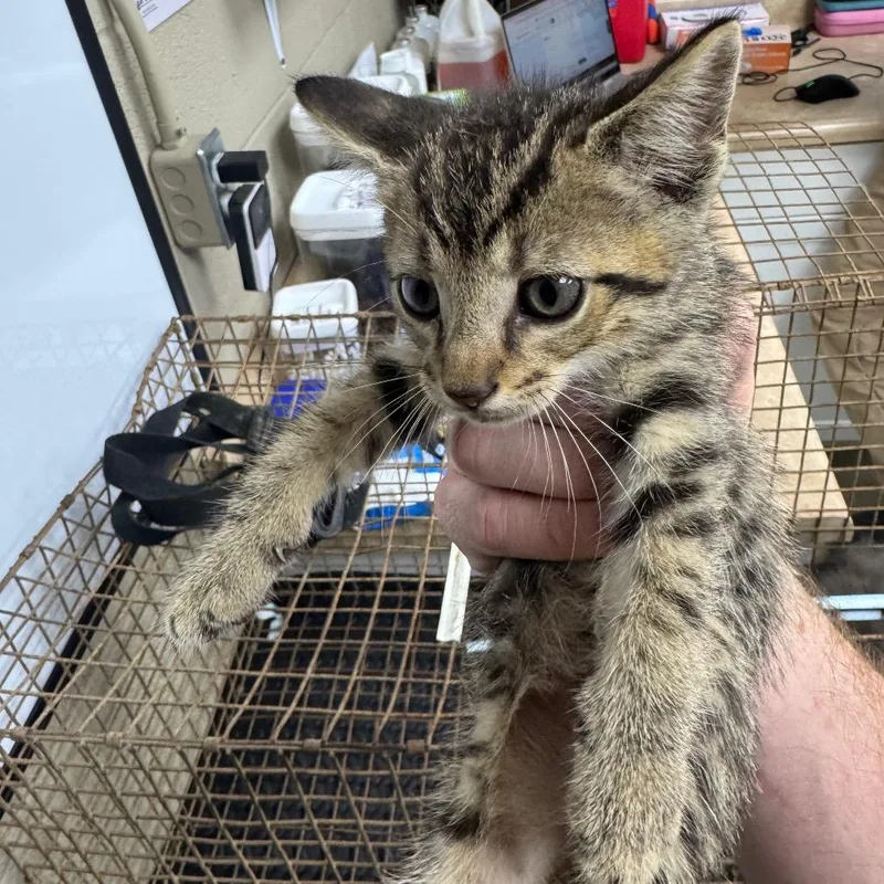 A baby small-sized male Brown / Chocolate Domestic Short Hair cat named Oakley for adoption in Madisonville, KY
