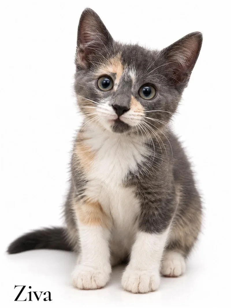 A baby medium-sized female Domestic Short Hair cat named Ziva for adoption in Stevensville, MI
