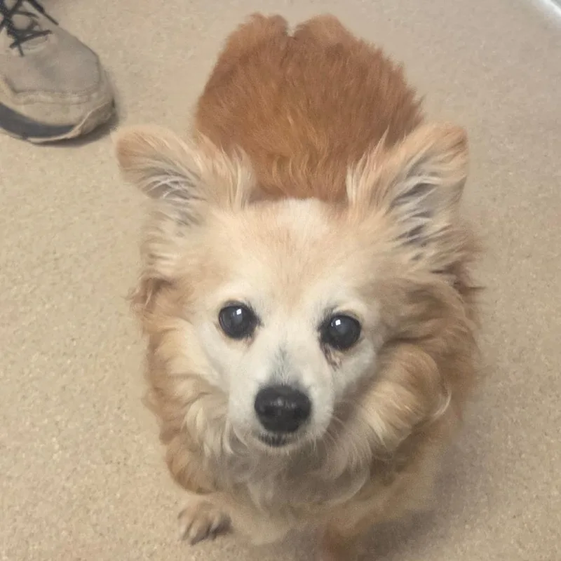 A senior small-sized male Brown / Chocolate Pomeranian dog named Kyle for adoption in Fort Bragg, CA