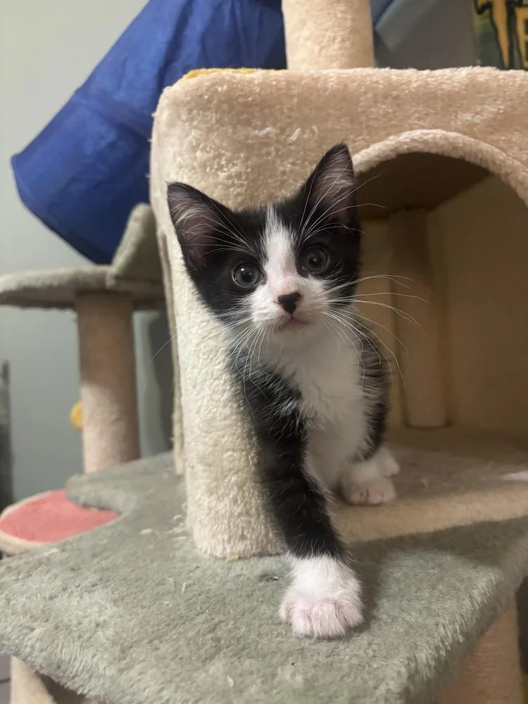 Julio The Hamster thumbnail 2