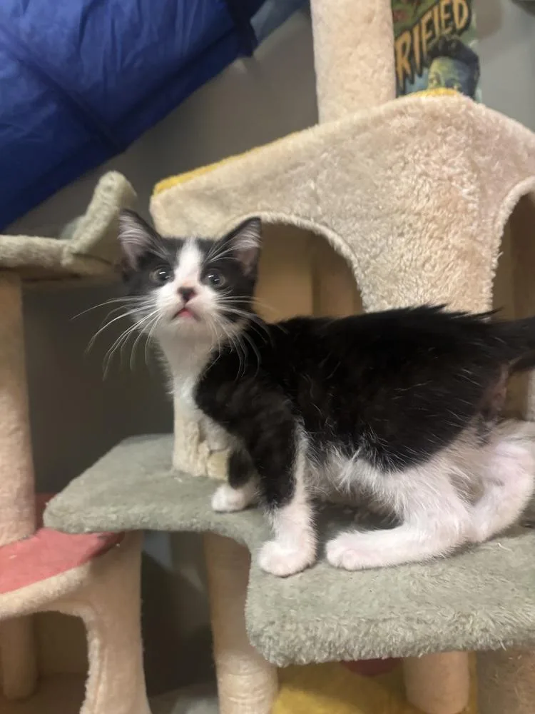 Julio The Hamster thumbnail 3