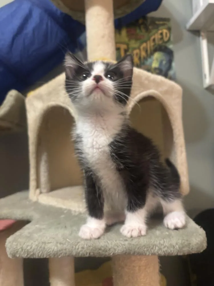 Julio The Hamster thumbnail 5