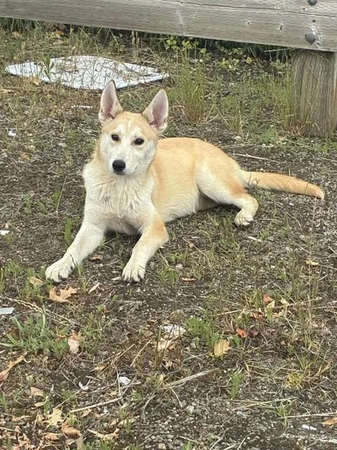 A young small-sized female German Shepherd Dog dog named Missy for adoption in Stockton, CA