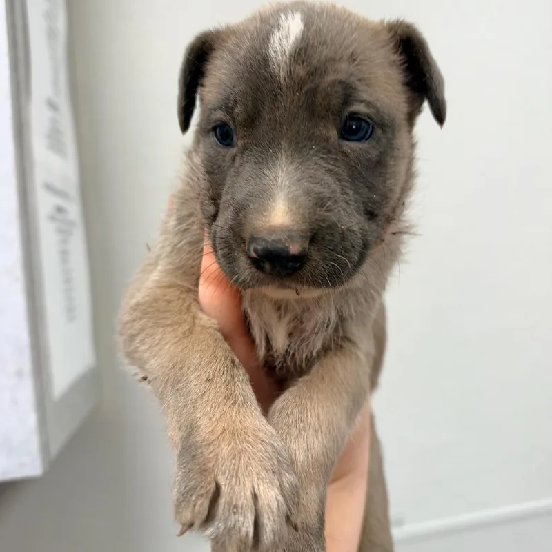 A baby medium-sized male Gray / Blue / Silver Mixed Breed dog named Linus for adoption in Columbiana, AL