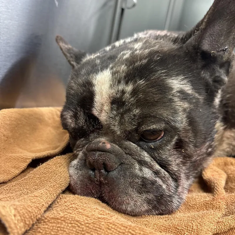 An adult medium-sized male Brindle French Bulldog dog named Steiny for adoption in Philadelphia, PA